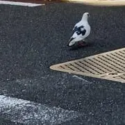 ゆあのすけの画像