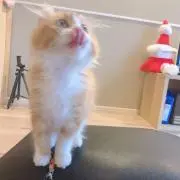 たま
