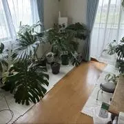ティラ