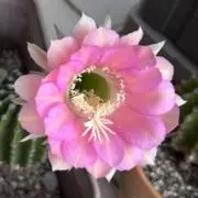 くじらの画像