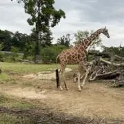 ココララくんの画像