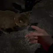 ゆ