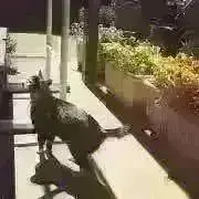 ゆらの画像