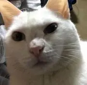 沙紀