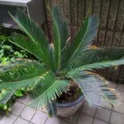 徳之島っ娘の画像