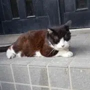 猫大好きの画像
