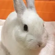 haruchanの画像