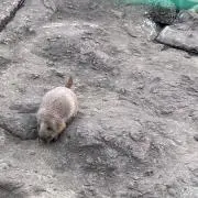 おいも