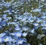 hnaの画像