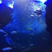さくらこ