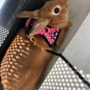 にゃにゃにゃん