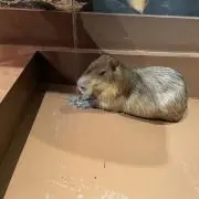 るるの画像