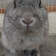 カワウソの画像