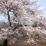 S · Tの画像