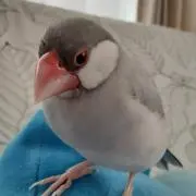 YAYOIの画像