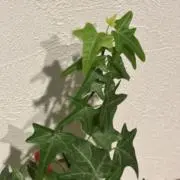 えにの画像
