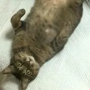 のりのり
