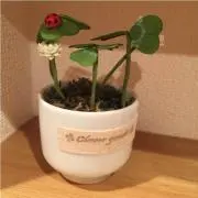 ゆまの画像