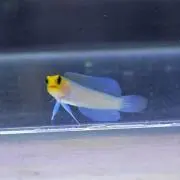 イエローヘッドオダギリジョー