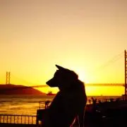 HK