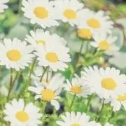 -sasa-即購入OKの画像