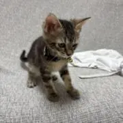 kote