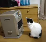 チーちゃんの画像