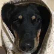 Fumi