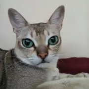 猫あつこ