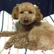 やまざき