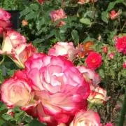 かめちゃん