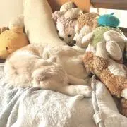 つなまよの画像