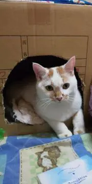 akemi