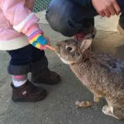 なごみん