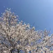 桜水の画像