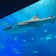 hanaの画像