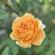 barakoの画像