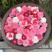 アジ