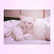 K♡