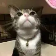 ☆あんころ☆プロフィール見て購入で！の画像
