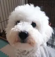 ままの画像