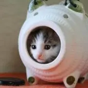 猫太郎⏰24時間以内発送の画像