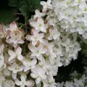 Sakuraの画像