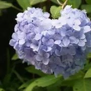 みずたまの画像