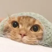 Furyの画像