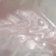 Meowwmの画像