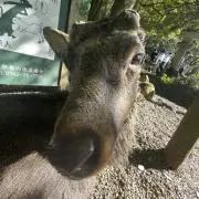鈴木の画像