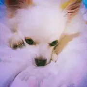 zizi