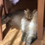 れもんの画像