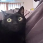 ひじきの画像